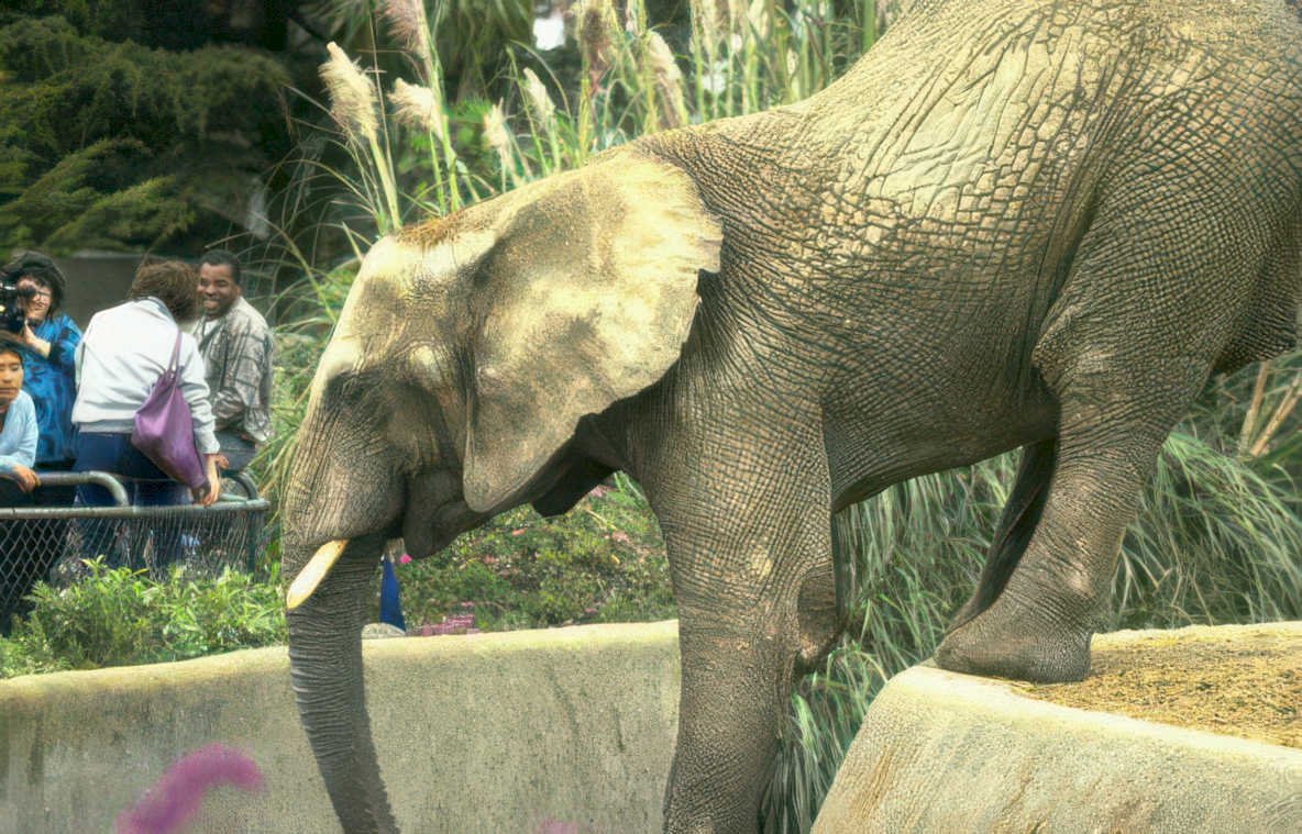 elephant san diego Vintage A4 Photo Print