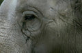 elephant savanna detail Vintage A4 Photo Print
