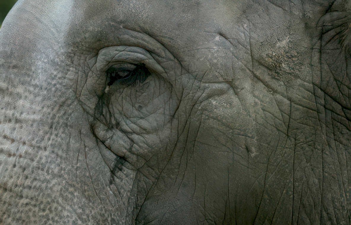 elephant savanna detail Vintage A4 Photo Print