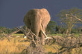 elephant savanna storm 1980s 1990s A4 Photo Print