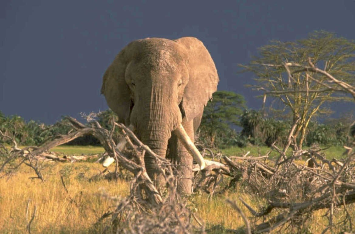 elephant savanna storm 1980s 1990s A4 Photo Print