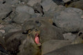 elephant seal portrait 1980s 1990s A4 Photo Print