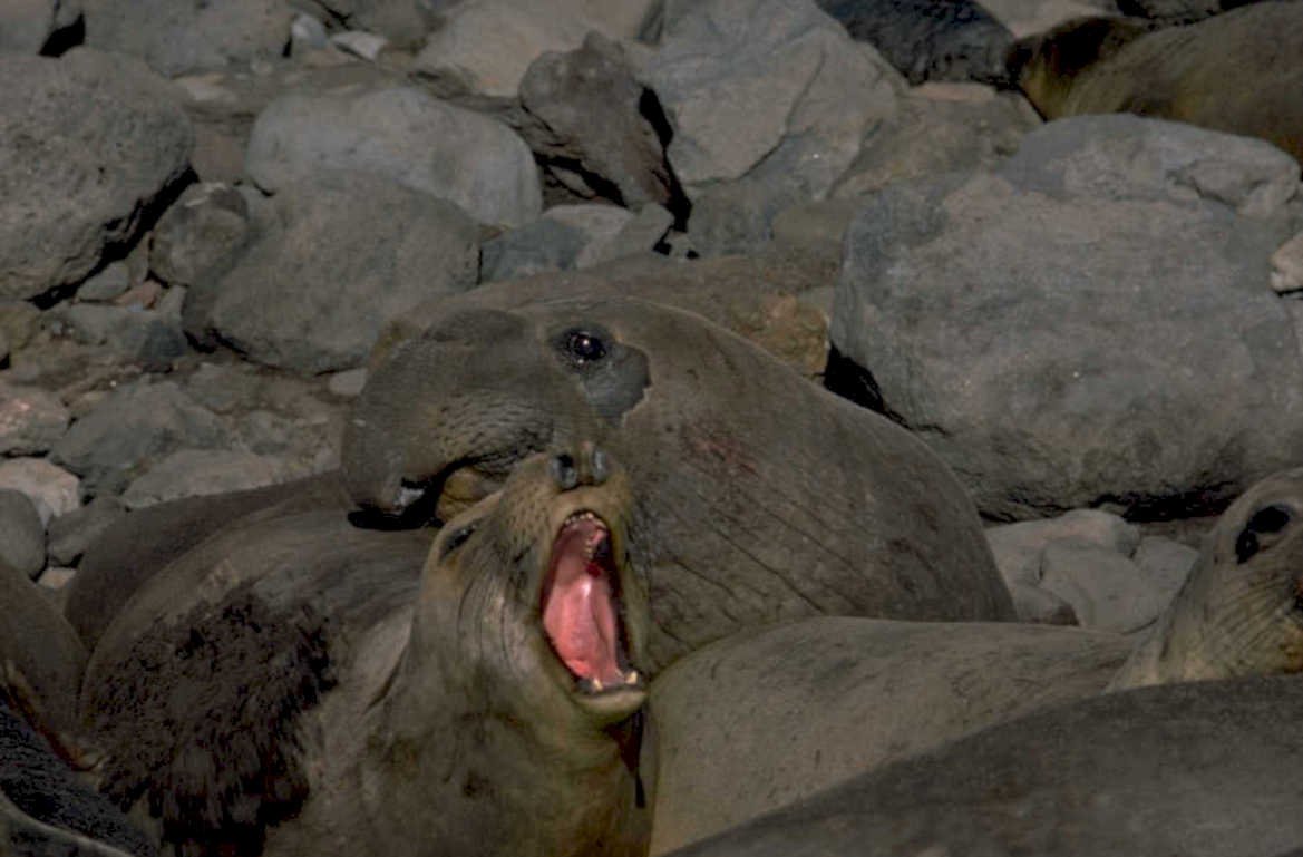 elephant seal portrait 1980s 1990s A4 Photo Print