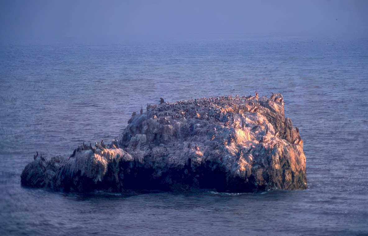 elephant seals colony Vintage A4 Photo Print
