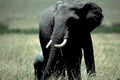 elephant serengeti grass1980s 1990s A4 Photo Print