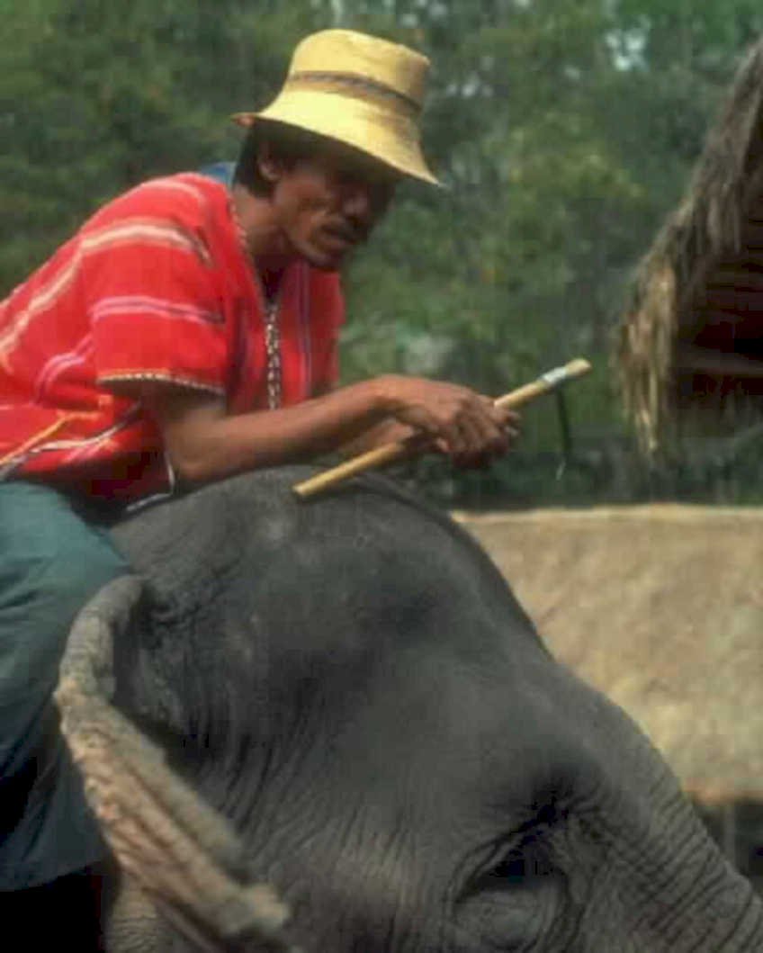 elephant trainer southeast1980s 1990s A4 Photo Print