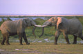 elephant trunk contact 1980s 1990s A4 Photo Print