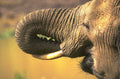 elephant trunk detail 1980s 1990s A4 Photo Print