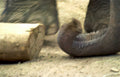 elephant trunk log Vintage A4 Photo Print