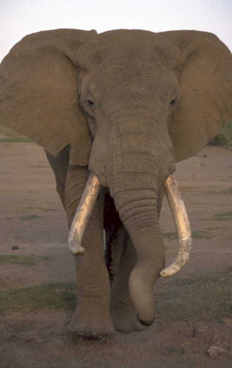elephant tusks savanna 1980s 1990s A4 Photo Print