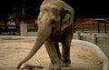 elephant walking zoo Vintage A4 Photo Print