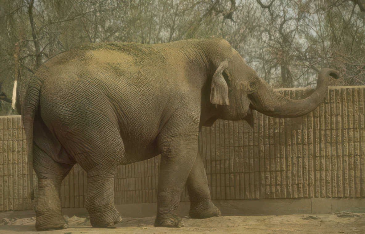 elephant zoo enclosure Vintage A4 Photo Print