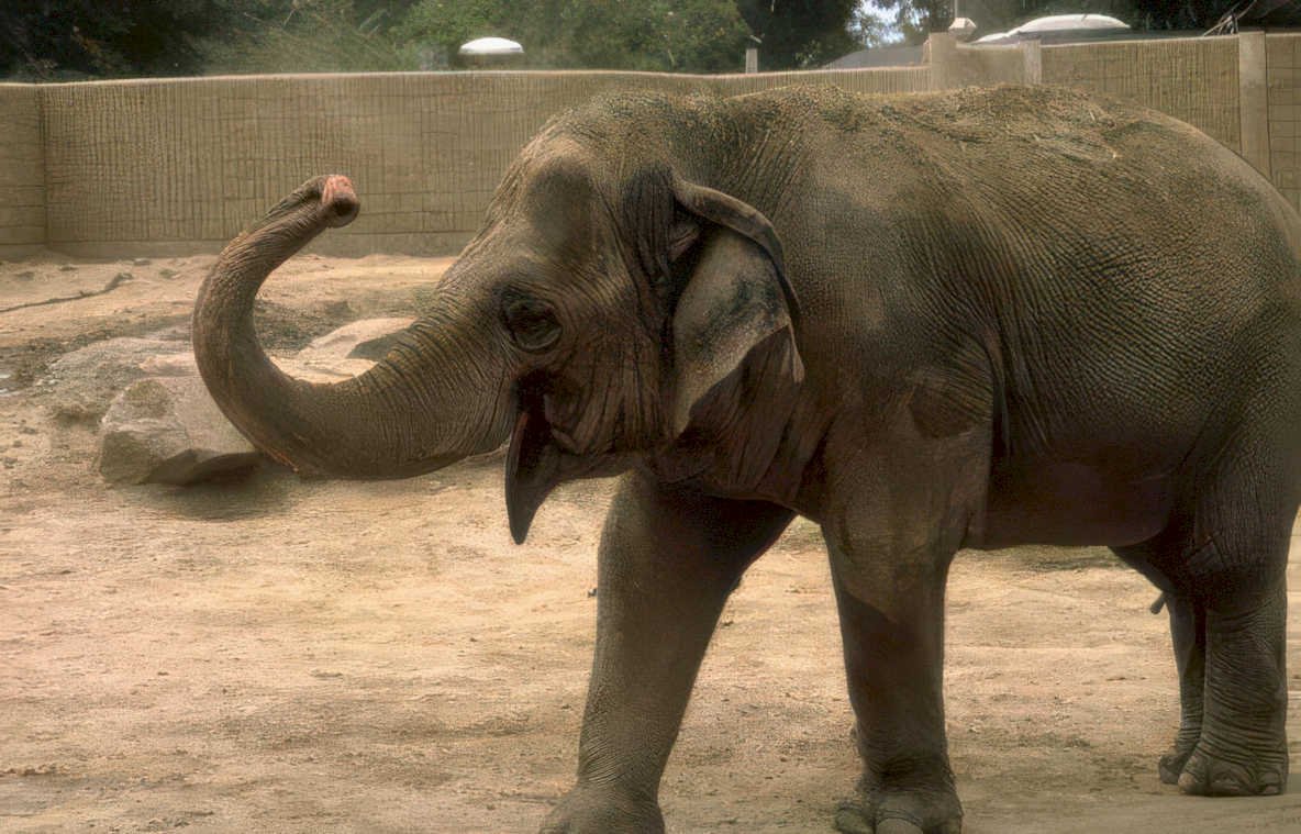 elephant zoo habitat 1 Vintage A4 Photo Print