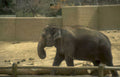 elephant zoo habitat 2 Vintage A4 Photo Print