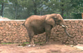 elephant zoo stone Vintage A4 Photo Print