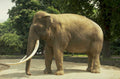 elephant zoo tusks 1980s 1990s A4 Photo Print