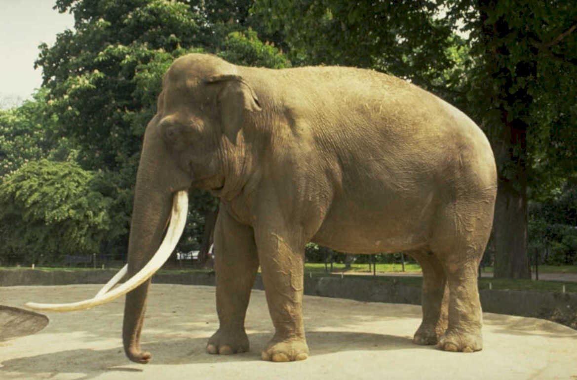 elephant zoo tusks 1980s 1990s A4 Photo Print