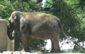 elephant zoo water Vintage A4 Photo Print