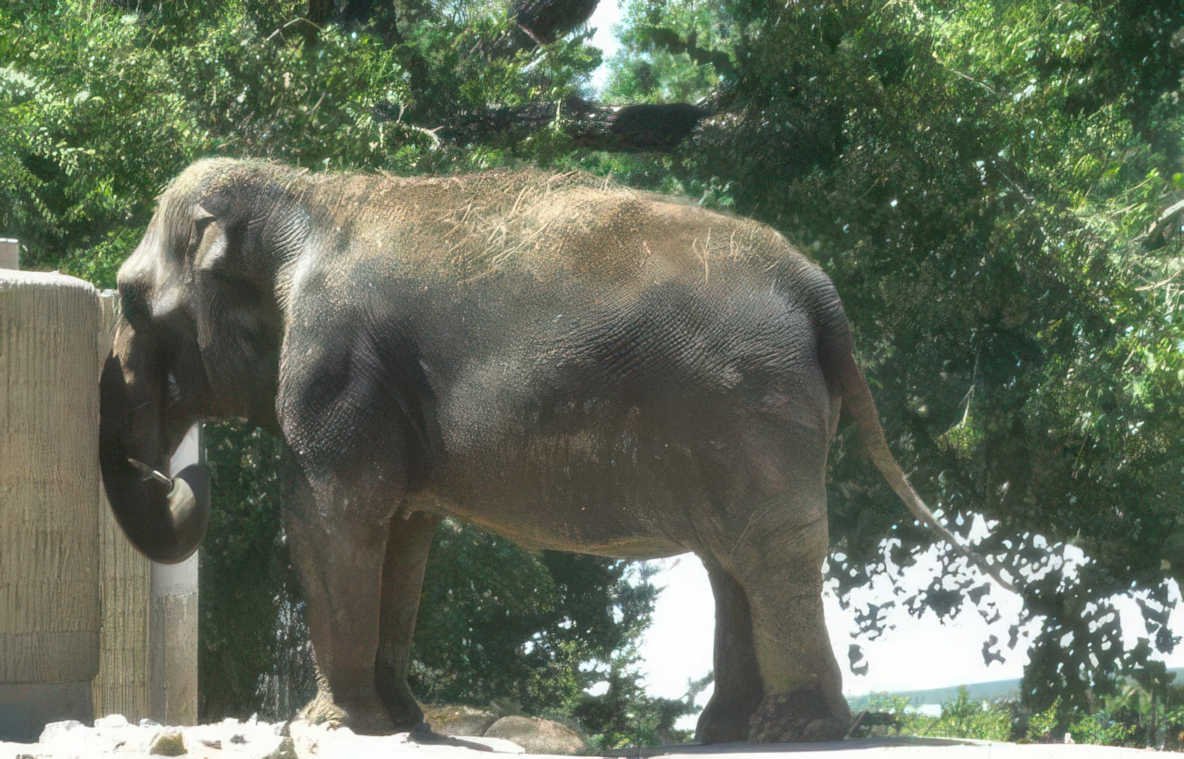 elephant zoo water Vintage A4 Photo Print
