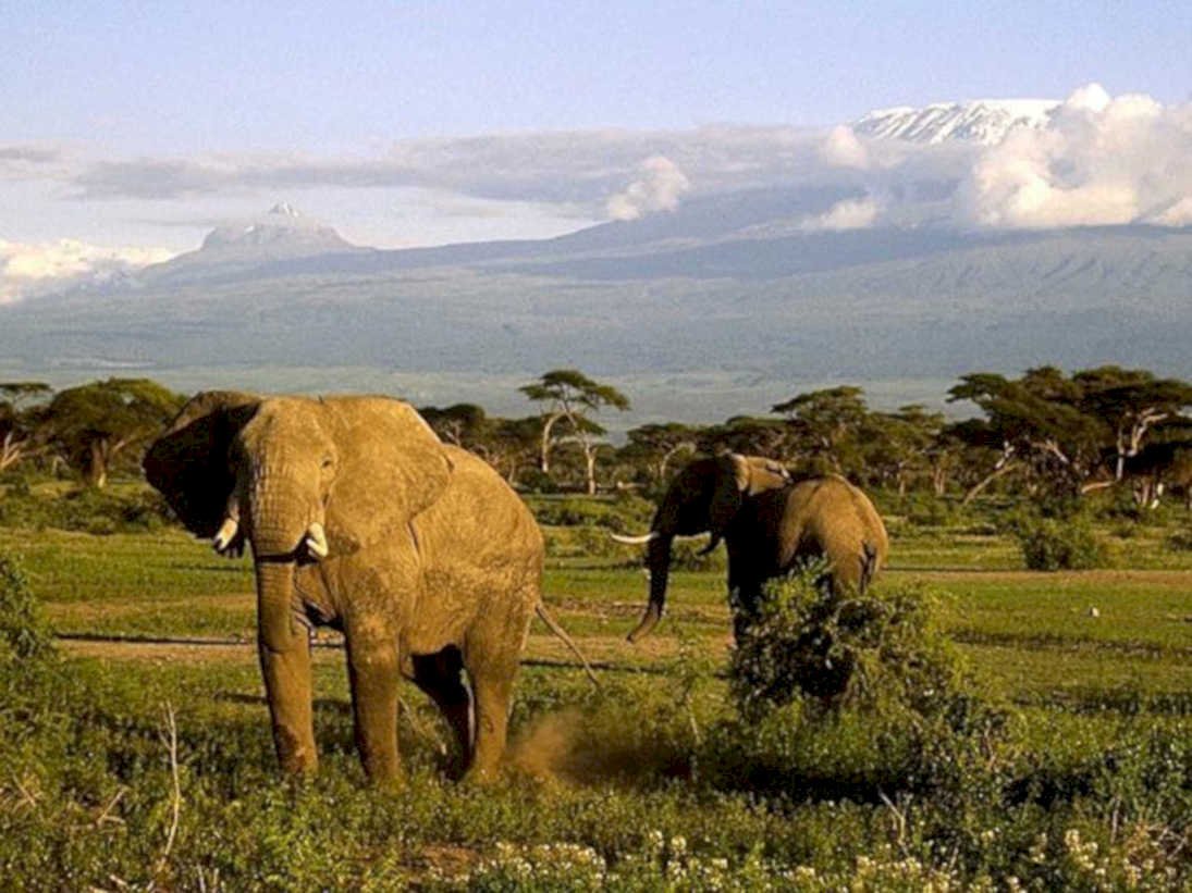 elephants kilimanjaro savanna1980s 1990s A4 Photo Print