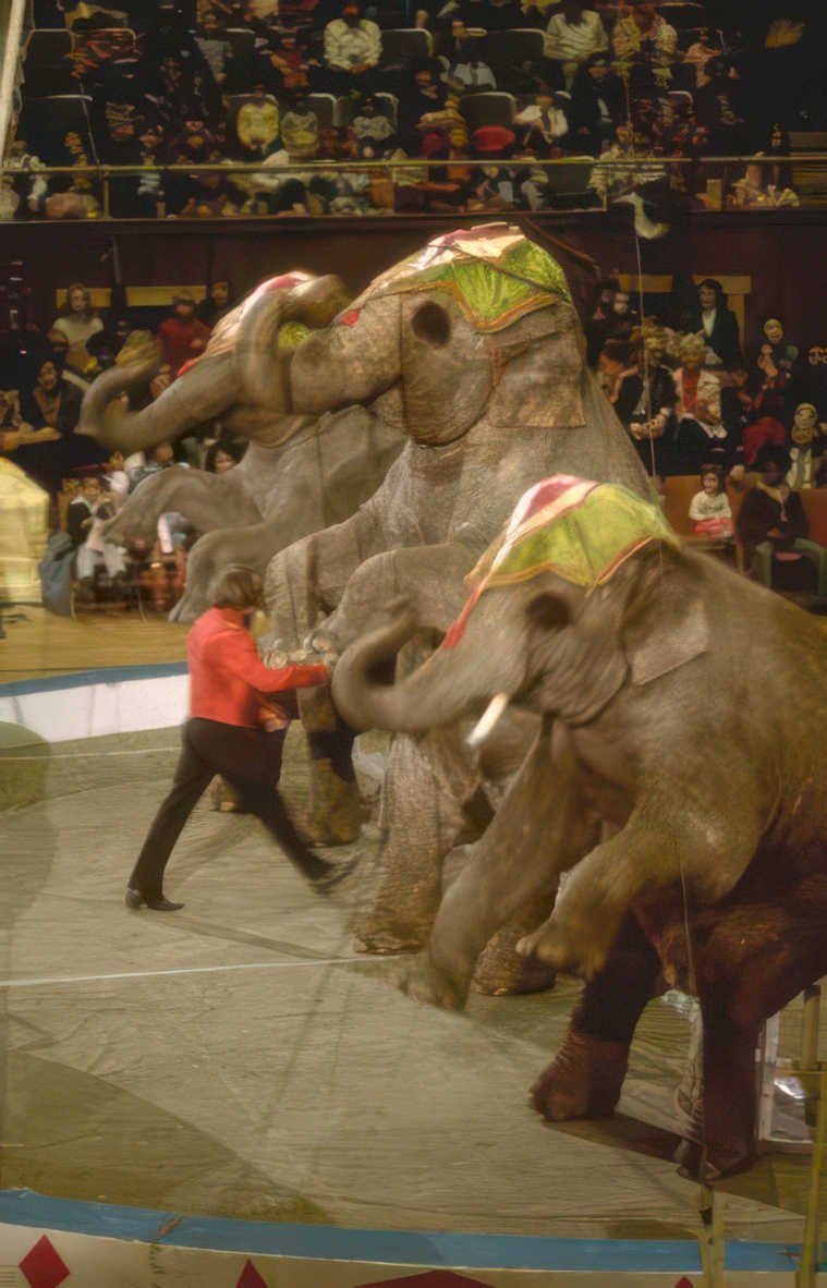 elephants red ring Vintage A4 Photo Print