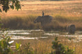 elephants river okavango 1980s 1990s A4 Photo Print