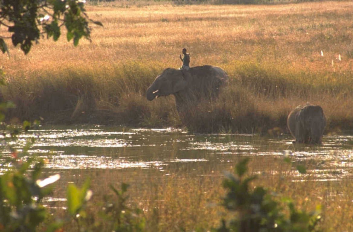 elephants river okavango 1980s 1990s A4 Photo Print