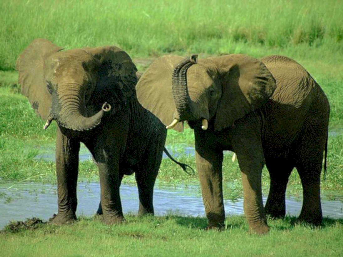 elephants riverbank botswana1980s 1990s A4 Photo Print