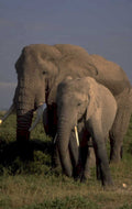 elephants savanna dusk 1980s 1990s A4 Photo Print