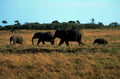 elephants savanna dusk1980s 1990s A4 Photo Print