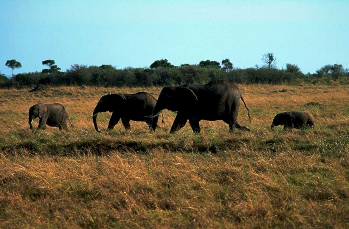 elephants savanna dusk1980s 1990s A4 Photo Print