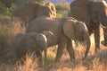 elephants savannah sunset 1980s 1990s A4 Photo Print