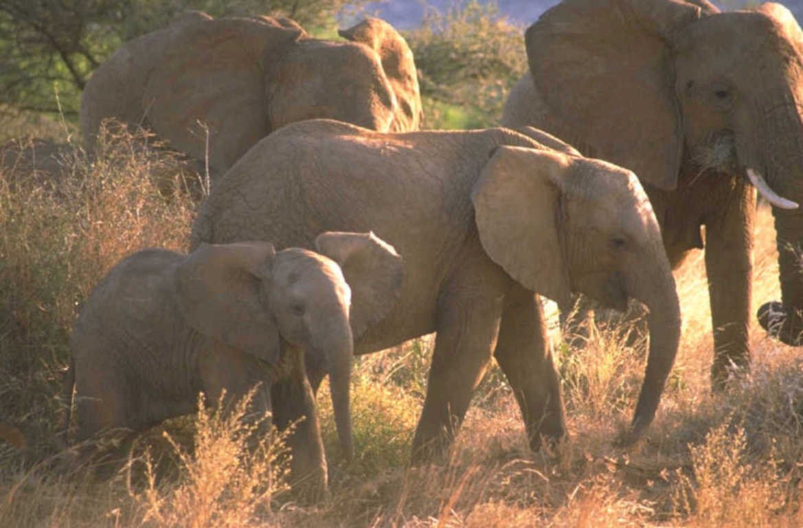 elephants savannah sunset 1980s 1990s A4 Photo Print