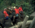 elephants transport scene1980s 1990s A4 Photo Print