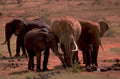 elephants watering hole 1980s 1990s A4 Photo Print