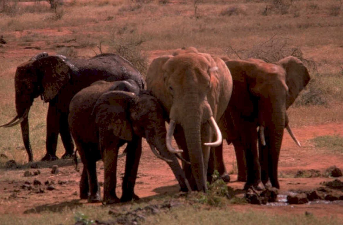 elephants watering hole 1980s 1990s A4 Photo Print