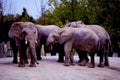 elephants zoo scene1980s 1990s A4 Photo Print