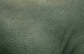 elephantskin wrinkles green Vintage A4 Photo Print