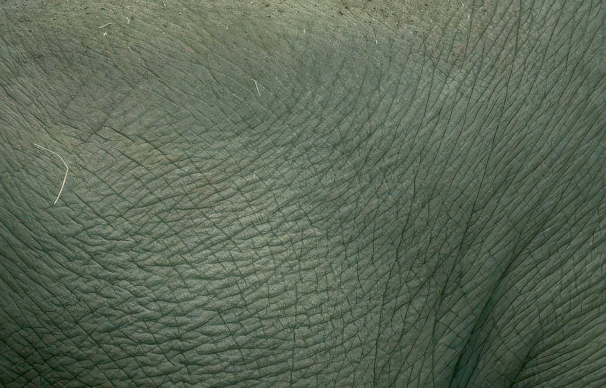 elephantskin wrinkles green Vintage A4 Photo Print