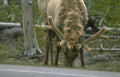 elk antlers yellowstone Vintage A4 Photo Print