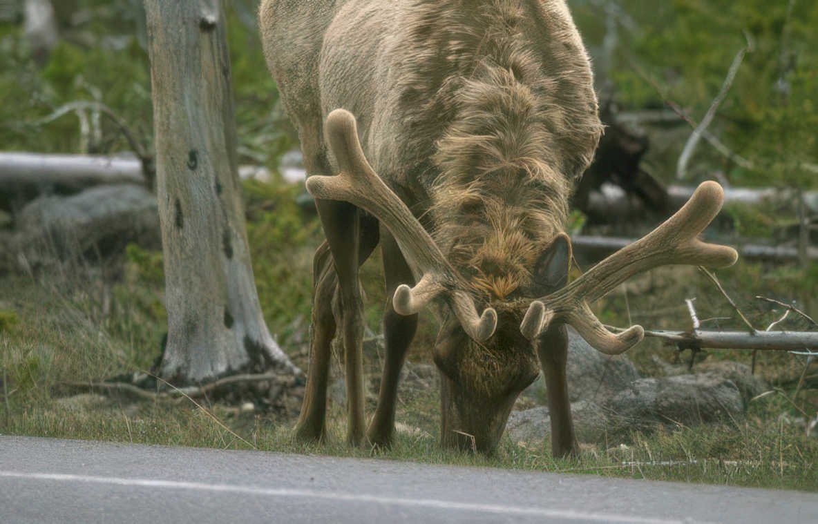 elk antlers yellowstone Vintage A4 Photo Print