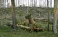elk burned forest 2 Vintage A4 Photo Print