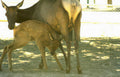 elk calf wildlife Vintage A4 Photo Print