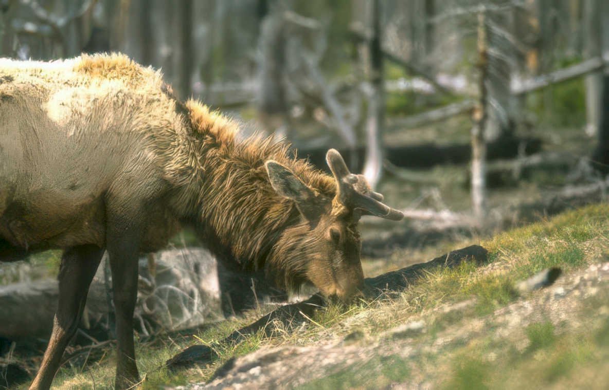 elk grazing yellowstone Vintage A4 Photo Print