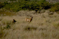 elk herd montana 1980s 1990s A4 Photo Print