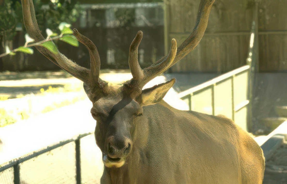 elk portrait antlers Vintage A4 Photo Print