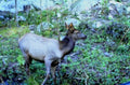 elk rock dusk1980s 1990s A4 Photo Print