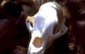 elk skull antlers Vintage A4 Photo Print