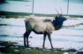 elk snow fencing1980s 1990s A4 Photo Print