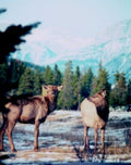 elk snow mountains1980s 1990s A4 Photo Print